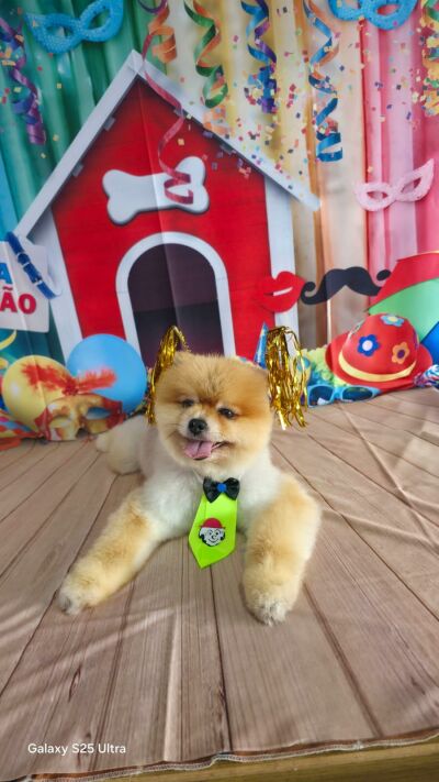 Imagem da notícia Carnaval chegando: últimas vagas para deixar seu pet pronto para a folia na Chiktosa